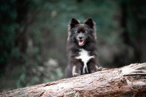 Pomskies